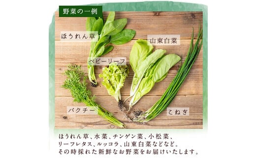 i850 ＜定期便・計12回(連続月)＞ひかりのお野菜(約10束・5～6種) 国産 野菜 やさい 葉物 旬 ほうれん草 水菜 チンゲン菜 小松菜  リーフレタス ルッコラ 水耕栽培 ミックスリーフ 山東白菜 何が届くかはお楽しみ【ひかりの郷】 | dショッピングふるさと納税百選