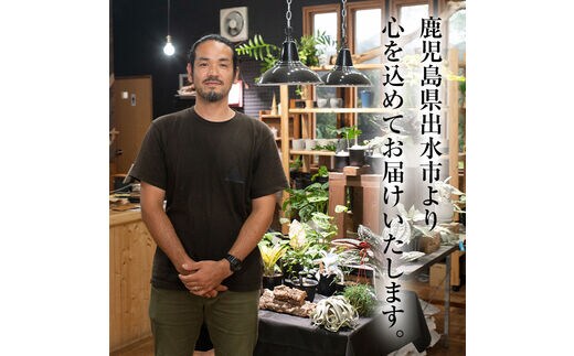 i620 ビカクシダ板付け(コルク)オシャレな観葉植物コウモリラン! シダ i620 ビカクシダ板付け(コルク)オシャレな観葉植物コウモリラン! シダ
