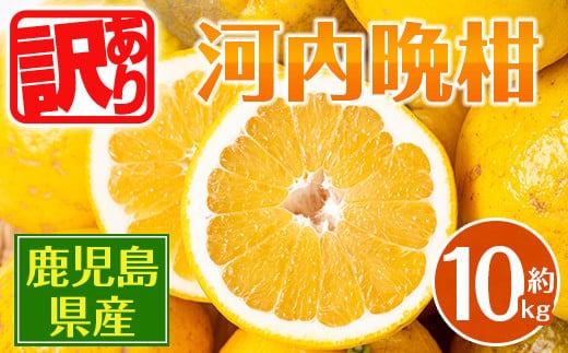 i604 ＜2026年4月下旬～5月下旬の間に発送予定＞＜訳あり＞河内晩柑 (約10kg) 鹿児島 国産 柑橘 果物 果実 フルーツ 蜜柑 みかん 【江崎果樹園】