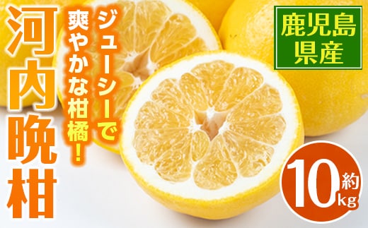 i798 ＜2026年4月下旬～5月下旬の間に発送予定＞ 河内晩柑 (約10kg) 鹿児島 国産 柑橘 果物 果実 フルーツ 蜜柑 みかん 【江崎果樹園】