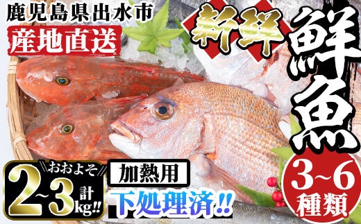 i861 ＜下処理済・加熱用＞おまかせ鮮魚BOX(約2～3kg程度・3～6種類) 魚 鮮魚 下処理済み 鹿児島県 出水近海 煮付 料理 旬 何が届くかはお楽しみ【出水はやし】