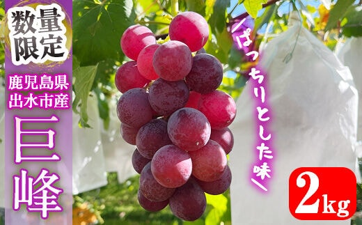 i855 ≪数量・期間限定≫巨峰 (計約2kg) 国産 鹿児島 出水市 ぶどう ブドウ 果物 くだもの 巨峰 葡萄 旬 歯ごたえ 冷蔵 フルーツ グレープ 【山門ぶどう園】