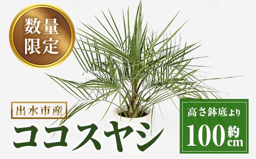 i906 ＜毎月数量限定＞ココスヤシ(鉢底より高さ約100cm) 植物 観葉植物 ココスヤシ 国内産 インテリア グリーン 自然 緑 ギフト 贈り物 数量限定 【kurk PLANT LEATHER】