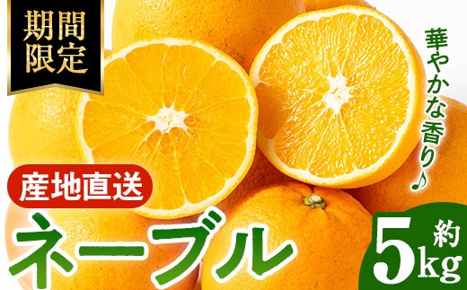 i988 ＜2026年1月下旬以降順次発送予定＞ネーブル (5kg) 訳あり 数量限定 柑橘 果物 くだもの フルーツ 旬 ネーブル ミカン オレンジ 【アーステクノ】