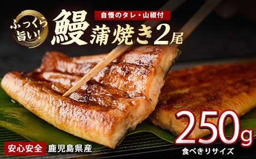 【2025年12月21日までのご入金で年内発送】【鹿児島県産】うなぎ蒲焼じっくり焼き約125g×2尾 化粧箱入り(大新/012-2001) 鰻 ウナギ 蒲焼 国産 丑の日 うな重 無頭 ギフト プレゼント 贈り物 贈答 惣菜 総菜 小分け レンジ 簡単 蒲焼き 冷凍 鹿児島県産