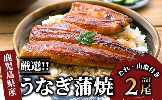鹿児島産厳選うなぎ蒲焼セット2尾(指宿屋/022-1313)国産 鰻 指宿市