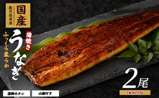 【2025年12月21日までのご入金で年内発送】【鹿児島県産】うなぎ蒲焼じっくり焼き約250g×2尾 木目化粧箱入り(大新/020-1107) 鰻 蒲焼 国産 丑の日 うな重 無頭 ギフト ふっくら 小分け レンジ 簡単
