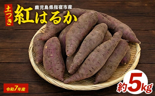 【2026年1月下旬頃～順次発送】糖度抜群 あま～い！紅はるか芋(土付き)約5kg(岡村商店/A-113) 鹿児島 さつまいも 薩摩芋 おやつ さつま芋 焼芋 やきいも 焼きいも スイーツ 指宿市 土付き