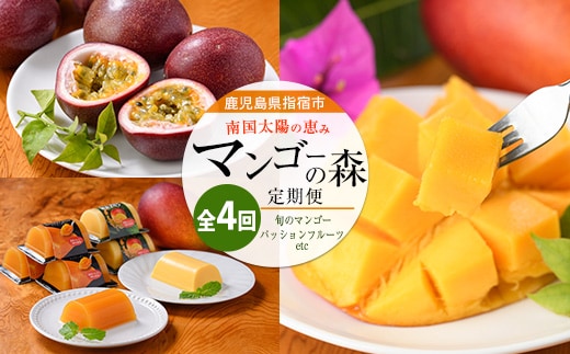 【全４回定期便】完熟マンゴー＆トロピカルスイーツ定期便 (マンゴーの森/Z050-2053) 鹿児島県 指宿産 南国 フルーツ 完熟 マンゴー 果物 くだもの パッションフルーツ マンゴースイーツ ゼリー プリン アイス 詰め合わせ ギフト