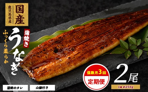【全３回定期便・偶数月お届け】鹿児島県産 うなぎ 蒲焼 じっくり焼き約250g×2尾(大新/Z060-1695) 鰻 蒲焼 国産 丑の日 うな重 無頭 ギフト ふっくら 小分け レンジ 簡単 頒布会 小分け うな丼 ウナギ 冷凍