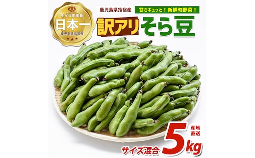 ＜2027年3月上旬以降発送＞【産地直送！新鮮旬野菜！】ご家庭用そら豆約5kg(指宿促成青果/IB092-005)鹿児島 そら豆 ソラマメ さや付き 野菜 豆 ご家庭用 指宿市