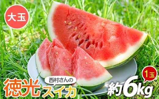 【2026年5月下旬～順次発送】西村さんのこだわり徳光スイカ大玉1玉(中園久太郎商店/IB016-016) スイカ すいか 西瓜 果物 フルーツ 夏 旬 徳光スイカ 指宿スイカ スイカ すいか 西瓜 果物 フルーツ 夏 旬 徳光スイカ 指宿スイカ