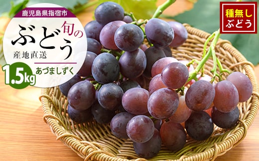 【2026年7月上旬〜発送】＜期間限定＞迫田果樹園のぶどう あづましずく 約1.5kg (迫田果樹園/IB064-010) フルーツ 葡萄 果物 甘い 種なし