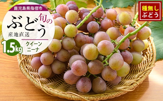 【2026年7月下旬〜発送】＜期間限定＞迫田果樹園のぶどう クイーンニーナ 約1.5kg (迫田果樹園/IB064-011) フルーツ 葡萄 果物 甘い 種なし