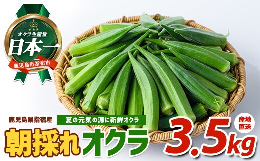 【2026年 発送】夏の元気の源! 朝採れ新鮮いぶすきオクラ約3.5kg (指宿促成青果/IB092-002) 野菜 夏野菜 旬 特産 夏 新鮮 オクラ いぶすき 鹿児島 指宿市 お福分け おすそ分け