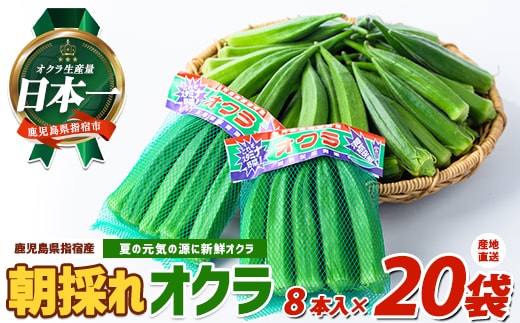 【2026年 発送】夏の元気の源! 朝採れ新鮮いぶすきオクラ8本入り20袋 (指宿促成青果/IB092-003) 野菜 夏野菜 旬 特産 夏 新鮮 オクラ いぶすき 鹿児島 指宿市 お福分け おすそ分け