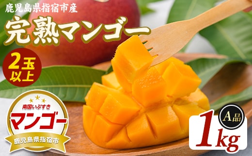 【2026年発送】鹿児島県指宿産 完熟マンゴー 約1kg (室屋植物園/IB163-001) 贈答用 完熟 フルーツ 果物 果実 デザート スイーツ 南国 化粧箱入
