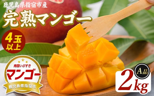 【2026年発送】鹿児島県指宿産 完熟マンゴー 約2kg (室屋植物園/IB163-002) 贈答用 完熟 フルーツ 果物 果実 デザート スイーツ 南国 化粧箱入
