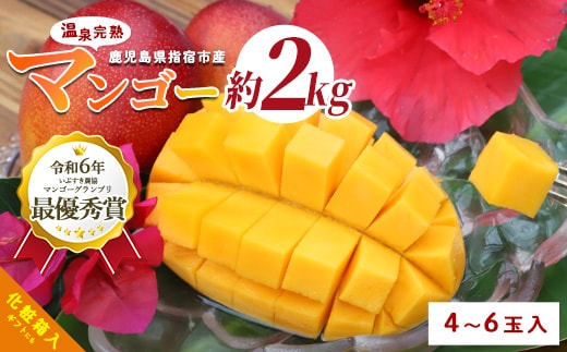 【2026年 発送 先行予約】南国いぶすきの温泉熱で育てた甘くて上品な温泉完熟マンゴー約2kg4～6個(T&P/IB057-002) マンゴー フルーツ 果物 旬 夏 指宿 いぶすき 鹿児島 完熟 お供え 御供 ギフト 贈り物 プレゼント グルメ 予約 先行予約 南国 南国フルーツ 果実 マンゴー 太陽 国産 鹿児島県産 果汁