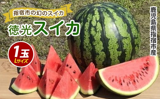 2026年6月上旬～発送【いぶすき産】幻の徳光スイカ1玉(Lサイズ)(JAいぶすき/IB063-001) 果物 フルーツ 大玉 国産 鹿児島県 指宿市 徳光すいか 西瓜 旬 夏 いぶすき すいか