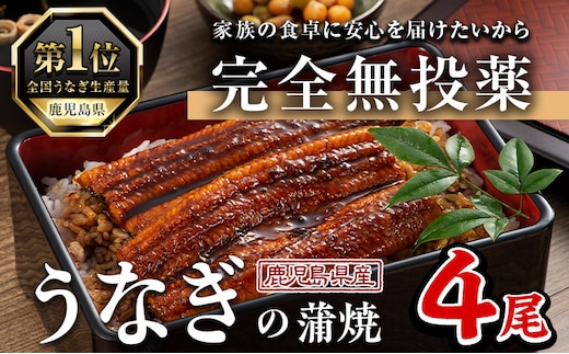 鹿児島県産うなぎ蒲焼(1尾あたり136g～155g×4尾、タレ・山椒付き)鰻ウナギうな重ひつまぶしかばやき九州産国産冷凍【西日本養鰻】A584