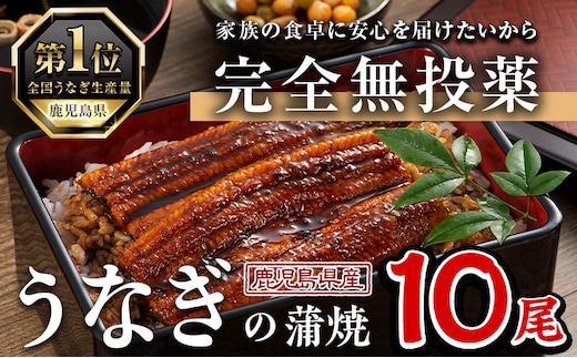 鹿児島県産うなぎ蒲焼(1尾あたり136g～155g×10尾、タレ・山椒付き)鰻ウナギうな重ひつまぶしかばやき九州産国産冷凍【西日本養鰻】D34