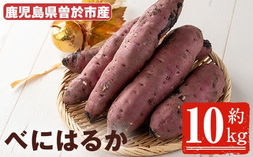 ＜先行予約受付中！2026年8月以降順次発送予定！＞鹿児島県曽於市産！新物紅はるか(10kg)芋さつまいも紅はるか【瀬崎農園】A350-v02