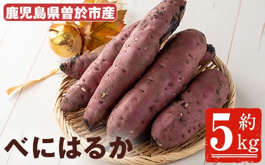＜先行予約受付中！2026年8月以降順次発送予定！＞鹿児島県曽於市産！新物紅はるか(5kg)芋さつまいも紅はるか【瀬崎農園】A349-v01