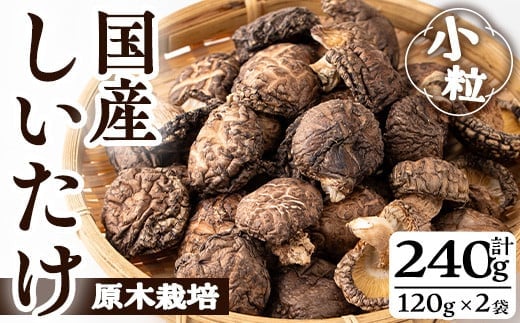 国産しいたけ(計240g・2袋)国産しいたけきのこ【九南サービス(タマチャンショップ)】A500-v01