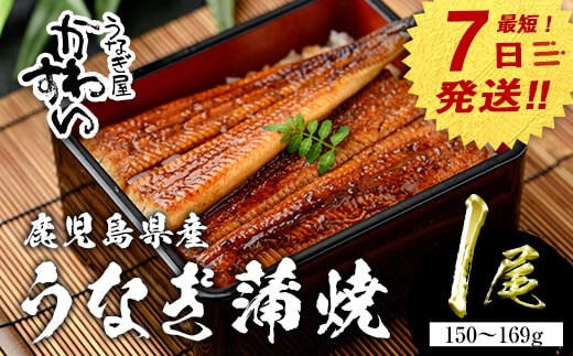 【7営業日以内に発送！】＜うなぎ屋かわすい＞鹿児島県産国産うなぎ蒲焼(1本・150～169g)タレ入り鰻うな重かばやき【川口水産】A853