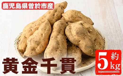 ＜先行予約受付中！2026年8月以降順次発送予定！＞鹿児島県曽於市産！新物 黄金千貫(5kg) 芋 さつまいも 黄金千貫【瀬崎農園】A940-v01