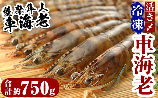 D-004 活き〆冷凍車海老「薩摩隼人車海老」6パック【MBC開発】