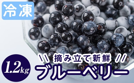 A-050 霧島市産ブルーベリー1.2kg(冷凍)【霧島農産加エグループふきのとう】霧島市 ブルーベリー 冷凍 新鮮 フルーツ