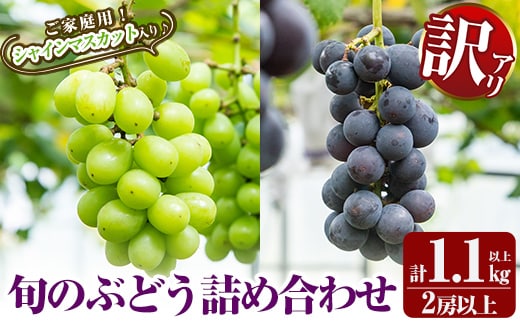 A0-248 ＜先行予約受付中！2026年8月下旬～10月末までの間に発送予定＞《訳あり・数量限定》シャインマスカット入り旬のぶどう・ご家庭用詰め合わせ(計1.1kg以上・2房以上)【二月田ぶどう園】