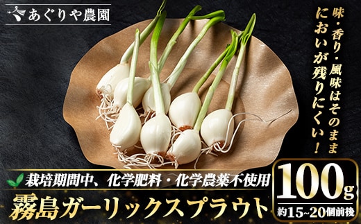 K-693 霧島ガーリックスプラウト 100g (約15～20個前後入り) 【あぐりや農園】 霧島市 国産 霧島産 野菜 にんにく ニンニク ガーリック 加工品