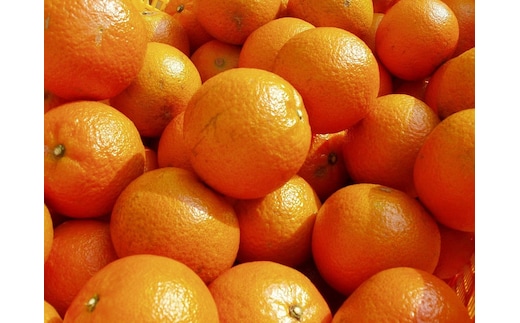 【2026年発送 先行予約】奄美たんかん 自家用（良品）5kg A070-009