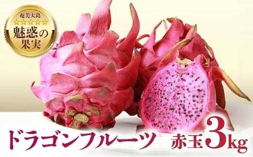 【2026年先行予約】奄美産ドラゴンフルーツ 赤玉 3kg A145-007