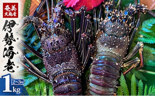 奄美大島産 伊勢海老 約1kg（2～3尾） A150-001