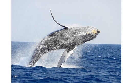 【奄美大島北部】ホエールウオッチング 3時間 ※1月中旬から3月下旬まで※ A141-002