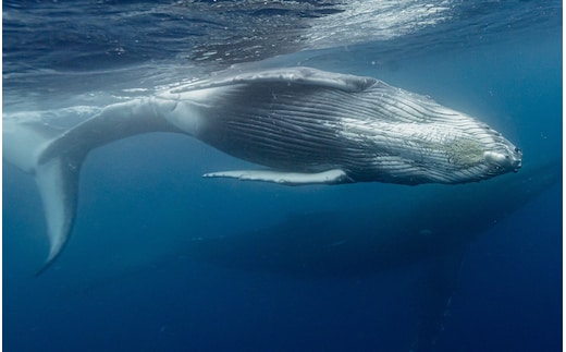 （ライセンス保持者又は同等レベル限定）【奄美大島北部】貸切チャーター船 ホエールスイム 6時間 ※1月中旬から3月下旬まで※ A141-005