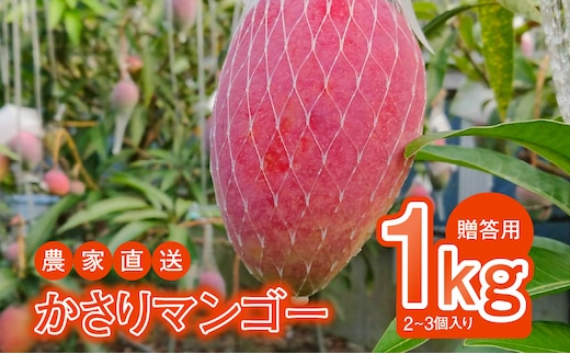 【2026年先行予約】【奄美産】かさりマンゴー贈答用1kg A072-004