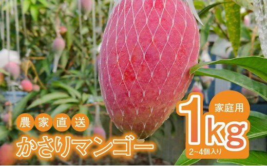 【2026年先行予約】【奄美産】かさりマンゴー家庭用1kg A072-005
