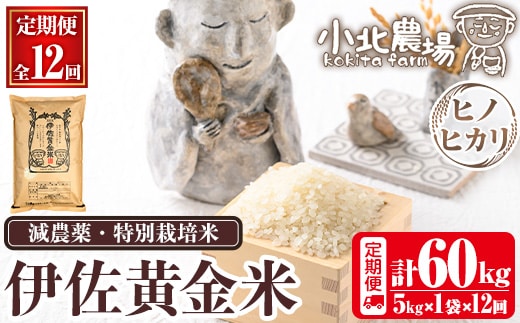 isa603 《数量限定・12回定期便》令和7年産 小北農場のお米 伊佐黄金米〈ヒノヒカリ〉(計60kg・5kg×1袋×12回) 鹿児島 伊佐 お米 特別栽培米 伊佐米 白米 ヒノヒカリ ひのひかり おにぎり ごはん 【小北農場】