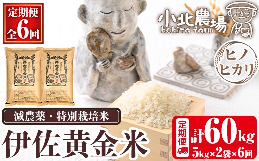 isa792 《数量限定・6回定期便》令和7年産 小北農場のお米 伊佐黄金米〈ヒノヒカリ〉(計60kg・5kg×2袋×6回) 鹿児島 伊佐 お米 60kg 定期便 6回 特別栽培米 伊佐米 白米 ヒノヒカリ ひのひかり おにぎり ごはん 【小北農場】