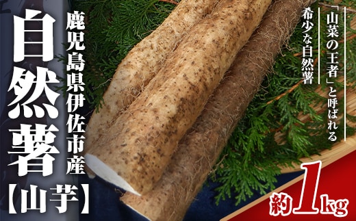 isa804 《期間・数量限定：2026年1月より順次発送予定》鹿児島伊佐 自然薯(約1kg) 国産 鹿児島産 伊佐市 じねんじょ 山芋 とろろ 産地直送 冷蔵 【エコファーム永池】