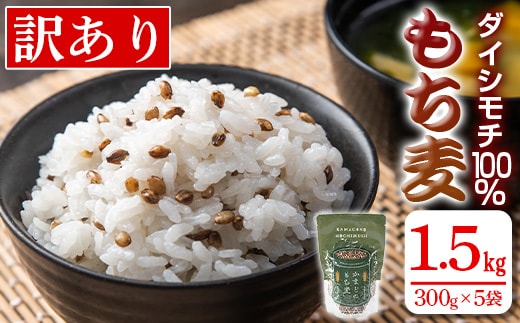 isa256 鹿児島県伊佐市産もち麦！＜ダイシモチ＞(計1.5kg・300g×5袋) ふるさと納税 伊佐市 特産品 国産 九州産 訳あり 麦 ごはん 穀類 お米 ヘルシー 腸活 食物繊維 【社会福祉法人ひまわり福祉会】