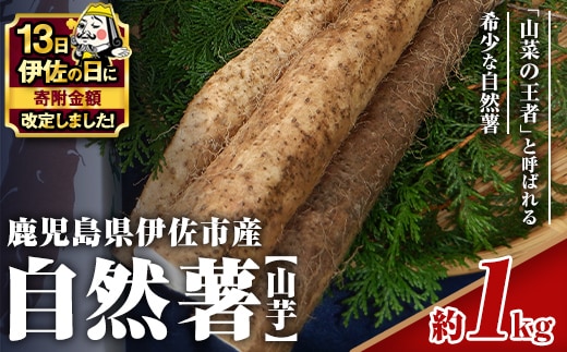 isa804 【伊佐の日・寄附額改定】《期間・数量限定：2026年1月より順次発送予定》鹿児島伊佐 自然薯(約1kg) 国産 鹿児島産 伊佐市 じねんじょ 山芋 とろろ 産地直送 冷蔵 【エコファーム永池】