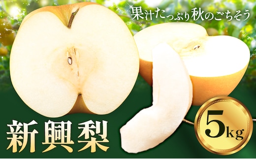 梨 なし ナシ 新興梨 新興 5kg 《9月中旬-10月上旬頃出荷》 大藏果樹園 フルーツ おやつ 甘い 果物 くだもの 無し 鹿児島県 さつま町---stm-okr-1-5kg---