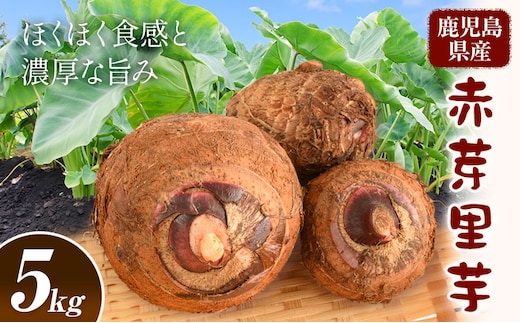 赤芽里芋 5kg 芋 さといも かじや農産《12月上旬-3月末頃出荷》鹿児島県 さつま町 野菜 いも---stm-kjy-10-5kg---