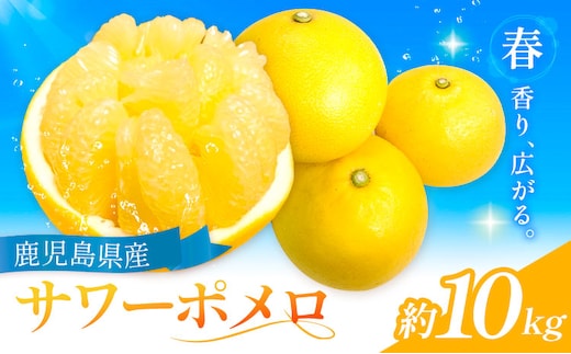 【先行予約】サワーポメロ 10kg 大橘（おおたちばな）よしたか農園 《2027年2月上旬-3月下旬頃出荷》鹿児島県 さつま町 文旦 ぶんたん 柑橘 かんきつ フルーツ 果物 くだもの 鹿児島県産 10キロ 送料無料 旬---stm-yos-15-3kg---